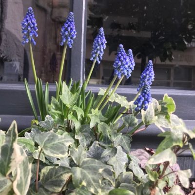 fleurs plate-bande