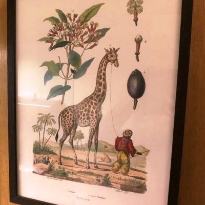 gravure girafe